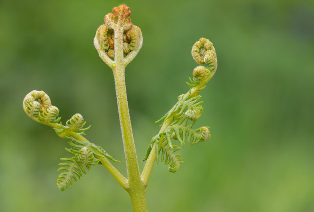 fiddlehead