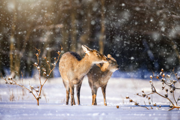 deer