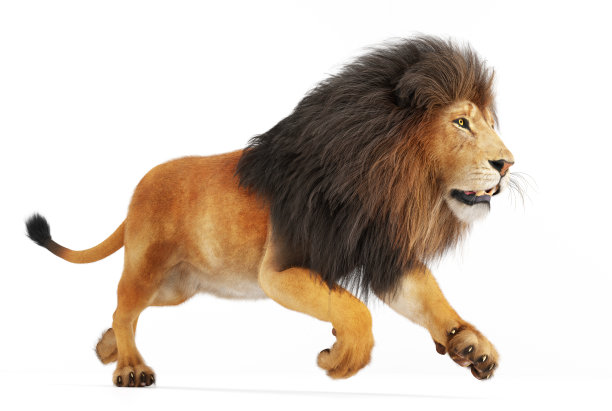 lion