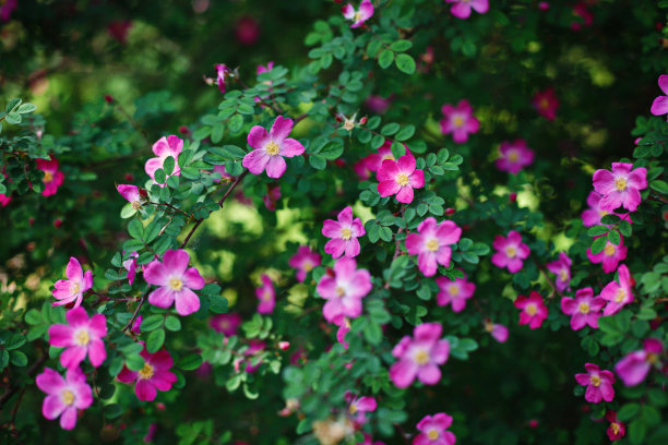 rugosa