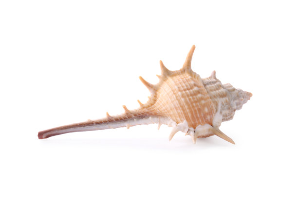 murex