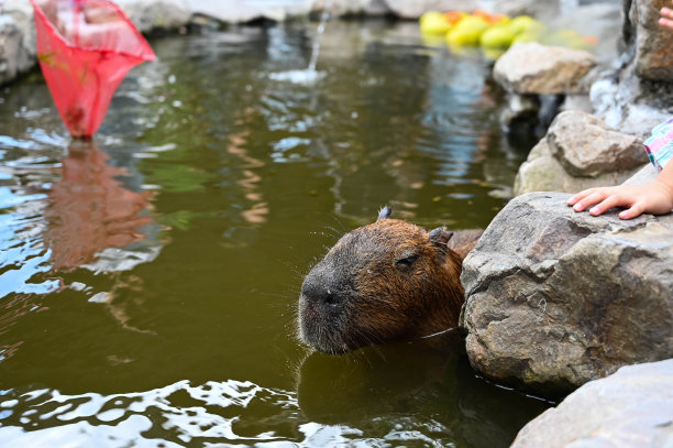 capybara
