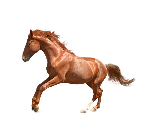 equus