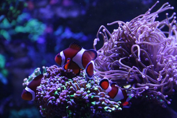 anemonefish