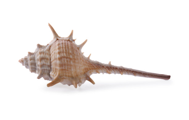 murex