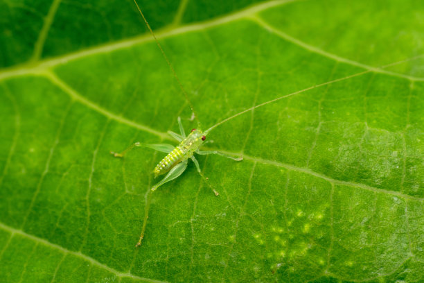katydid