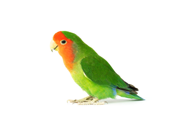 parrots