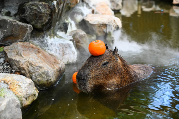 capybara