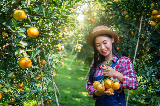 orchard