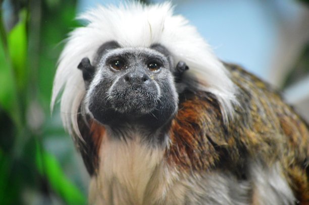 saguinus
