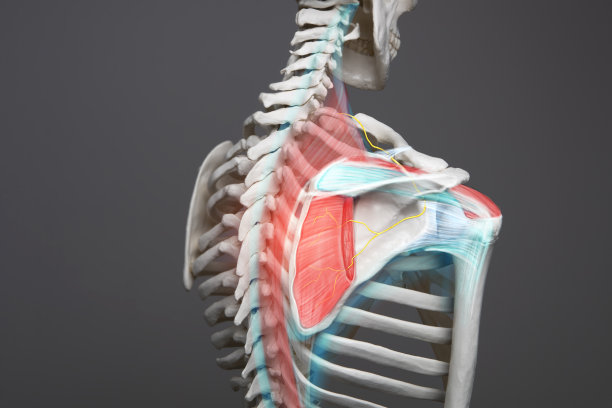 shoulder