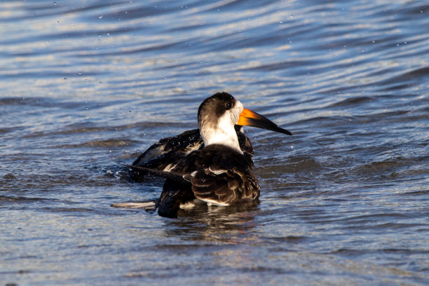 skimmer