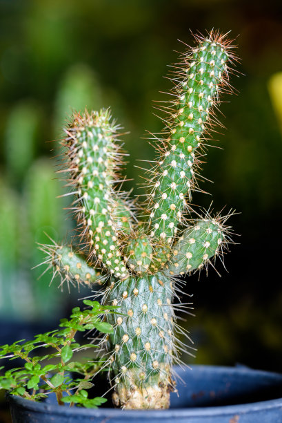 gymnocalycium