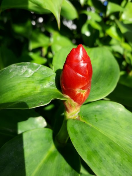 costus