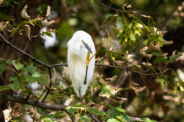 ardea