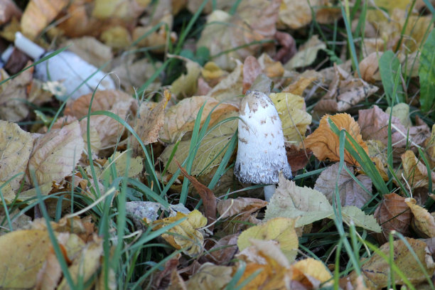 coprinus