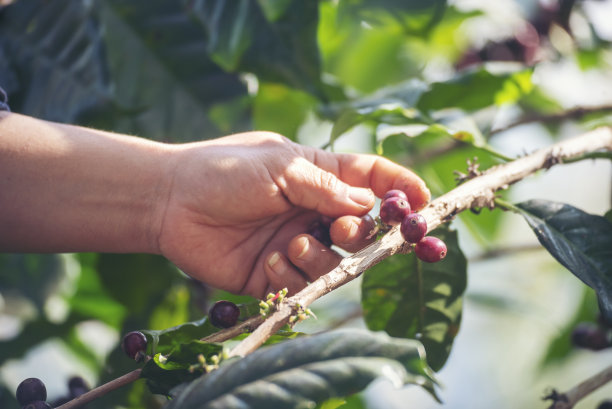 采摘咖啡豆