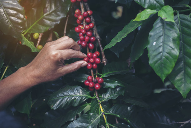 采摘咖啡豆