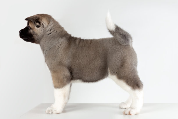 pedigree
