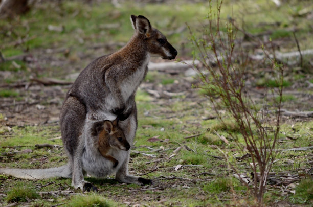 kangaroo