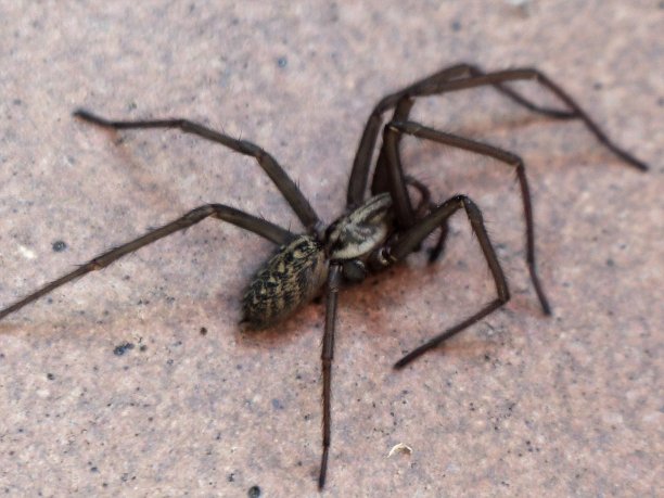 arachnid