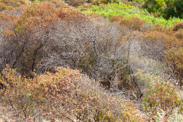 bushveld