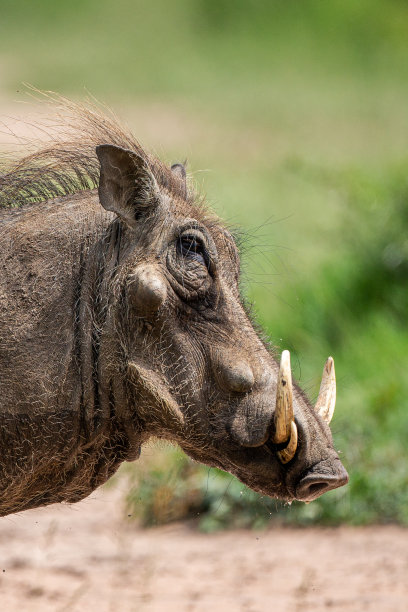 phacochoerus