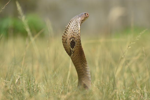 cobra