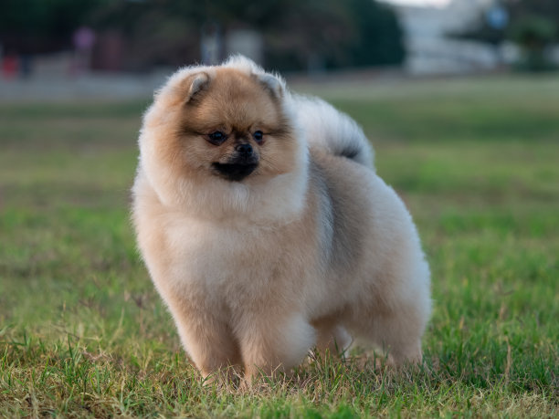 pedigree