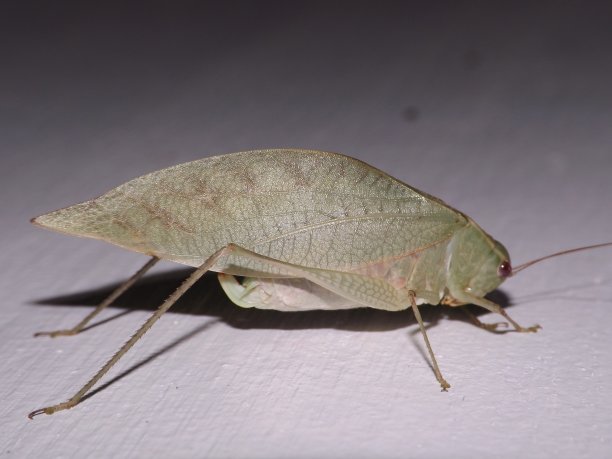 katydid