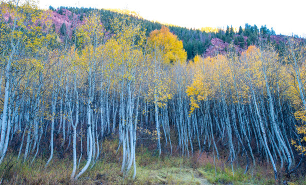 aspen