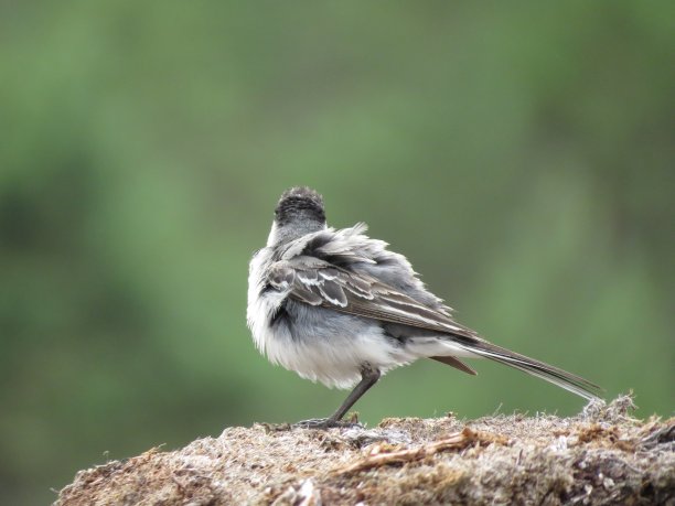 wagtail