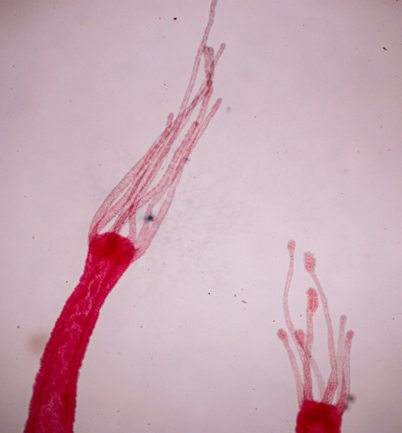 cnidaria