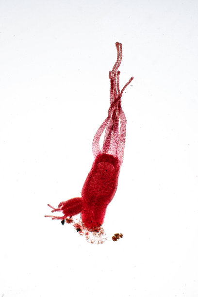 cnidaria