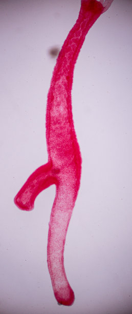 cnidaria