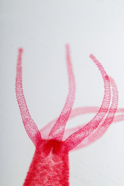 cnidaria