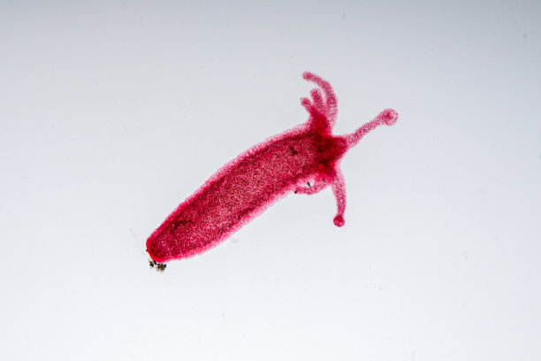 cnidaria