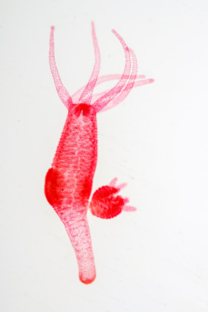 cnidaria