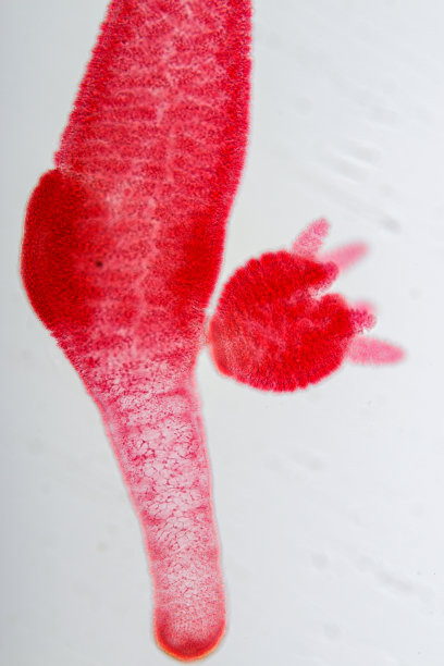 cnidaria