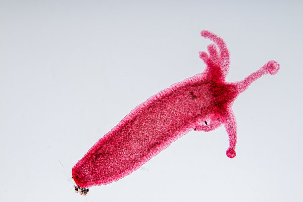 cnidaria