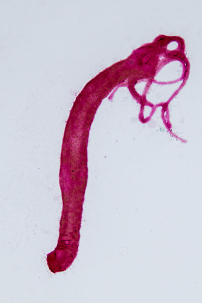 cnidaria