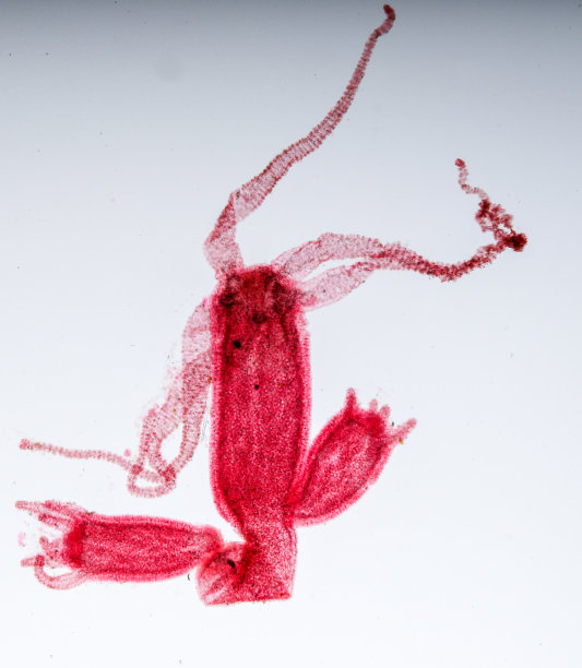 cnidaria