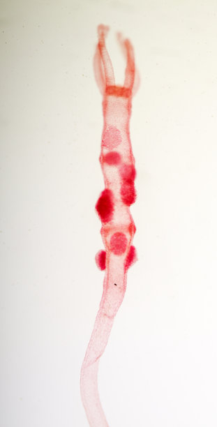 cnidaria