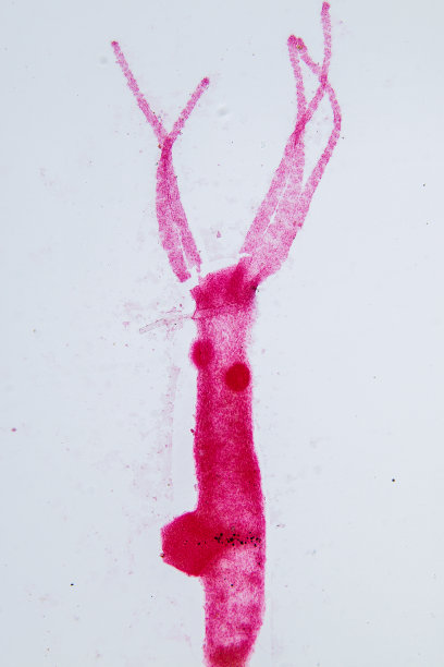 cnidaria
