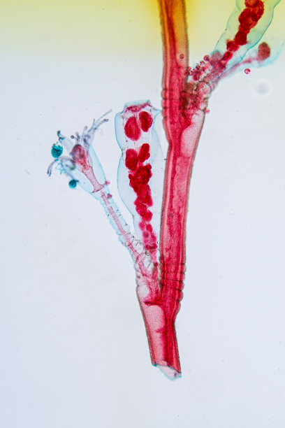 cnidaria