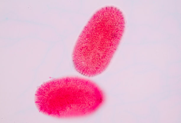 cnidaria