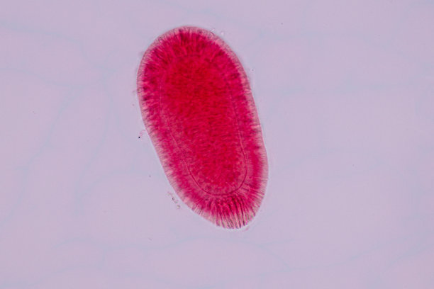 cnidaria