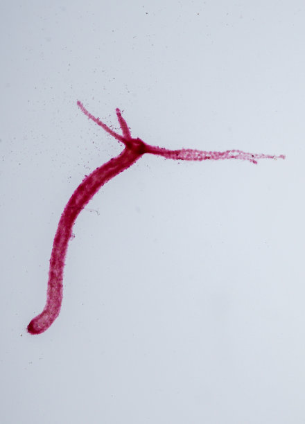 cnidaria