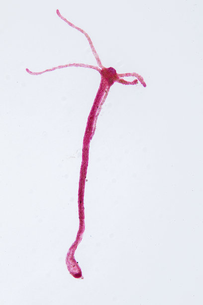 cnidaria