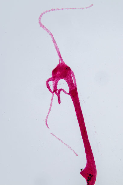 cnidaria